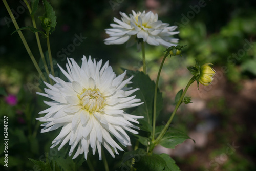 White Dahlias