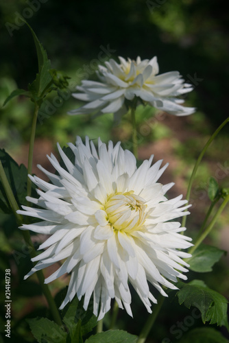 White Dahlias