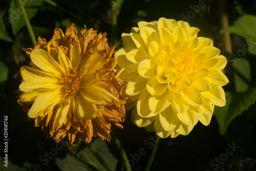 Two dahlias like two sisters