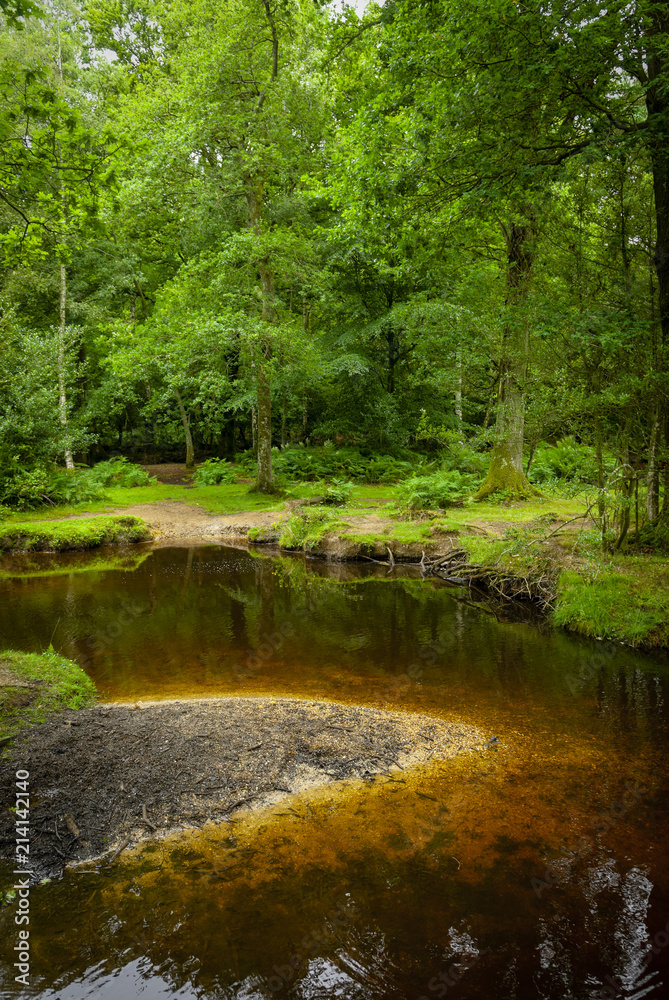 The New Forest, Southampton, Hampshire, England The New Forest, Southampton, Hampshire, England