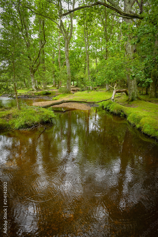 The New Forest, Southampton, Hampshire, England The New Forest, Southampton, Hampshire, England