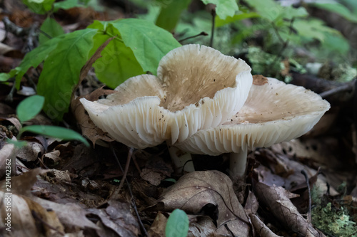 Wild white and tan mushrooms on the forest floor, close-up