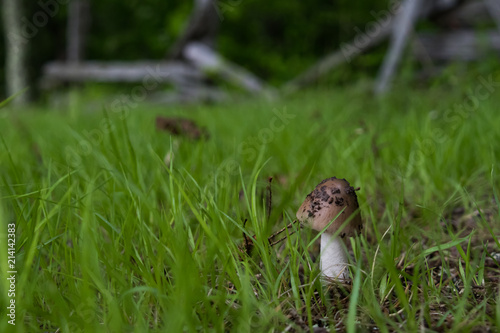 Wild white and brown capped mushroom in a grassy field