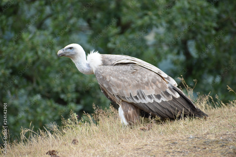 Closeup of a beautiful vulture sitting on a meadow in a park in Germany Closeup of a beautiful vulture sitting on a meadow in a park in Germany