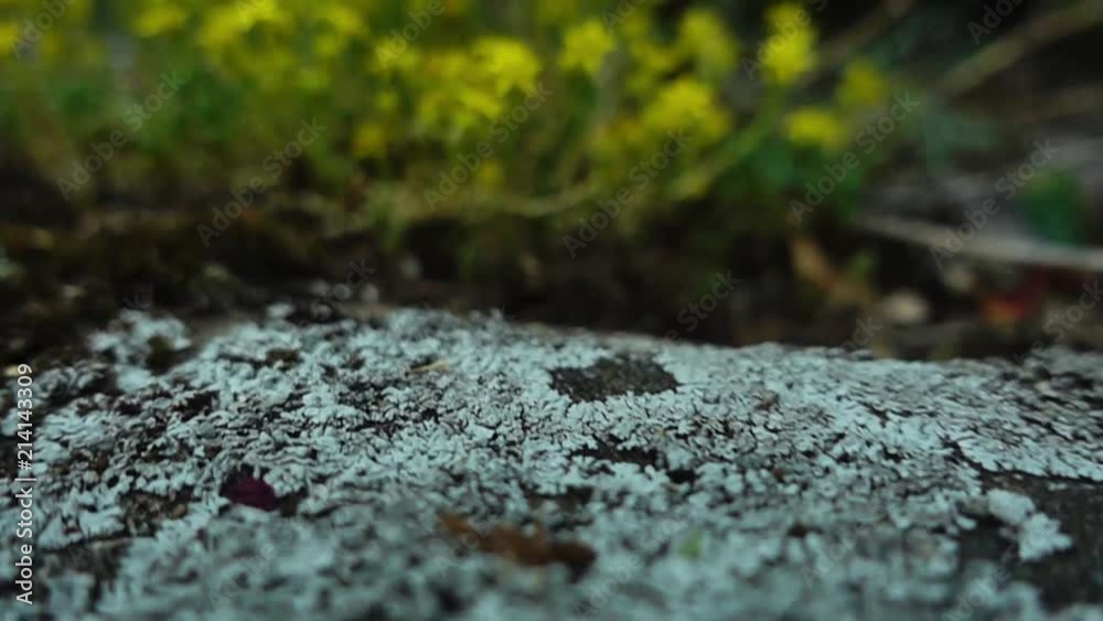 Slow motion camera slide along the flowers and mosses through the forest Slow motion camera slide along the flowers and mosses through the forest