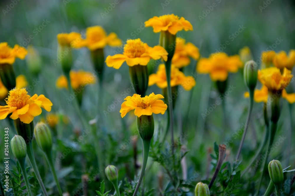 Bright marigolds in the garden close-up.