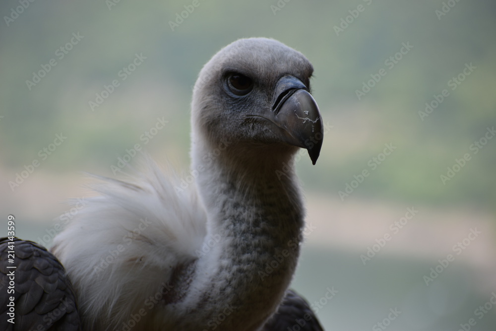 Portrait of a beautiful vulture with a blue background in a park in Germany Portrait of a beautiful vulture with a blue background in a park in Germany