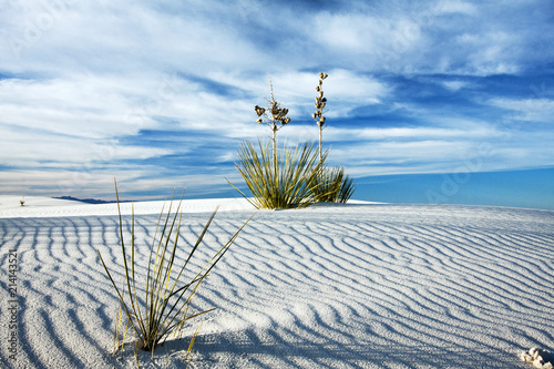 Yucca in the White Sand at White Sands National Monument, New Mexico