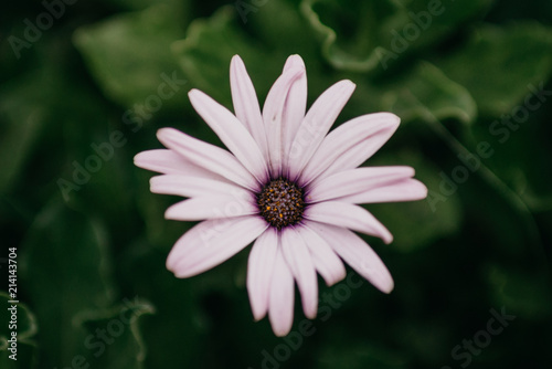 Single white and pink flower in Spain