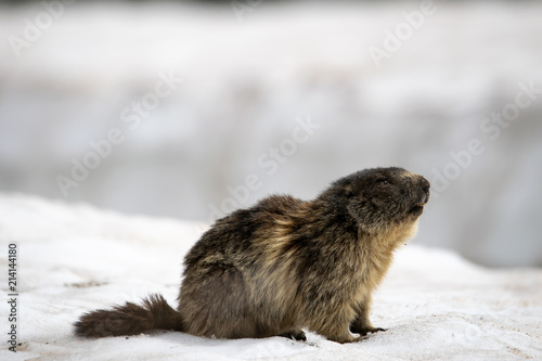 marmot in the snow