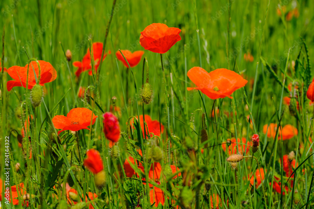 Poppies in the field