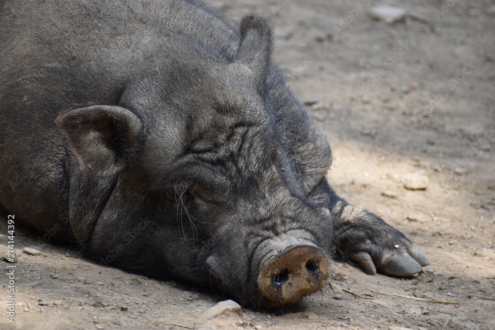 Closeup of a brown sleeping big pig in a park in Germany Closeup of a brown sleeping big pig in a park in Germany