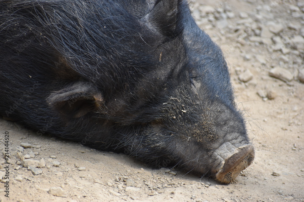Closeup of a brown sleeping big pig in a park in Germany Closeup of a brown sleeping big pig in a park in Germany