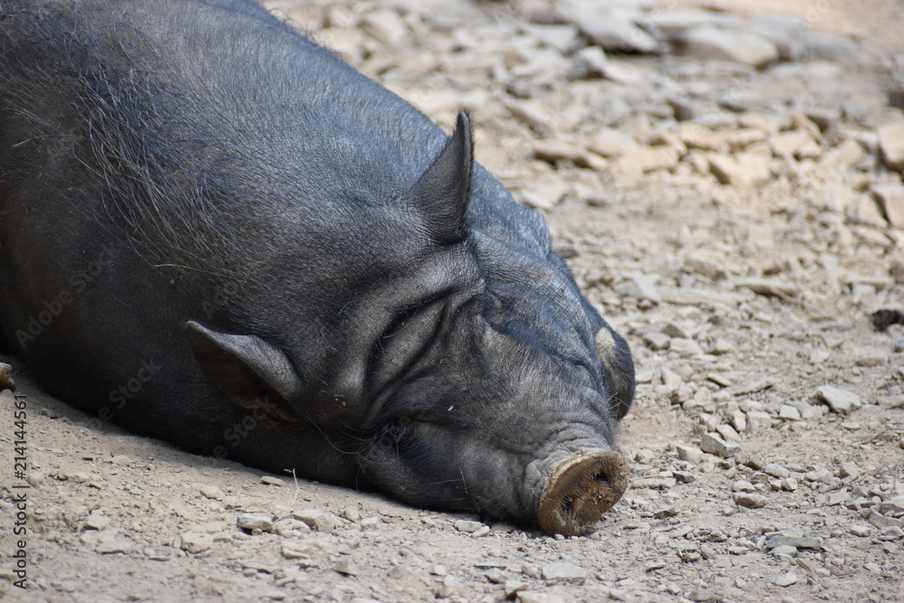 Closeup of a brown sleeping big pig in a park in Germany Closeup of a brown sleeping big pig in a park in Germany
