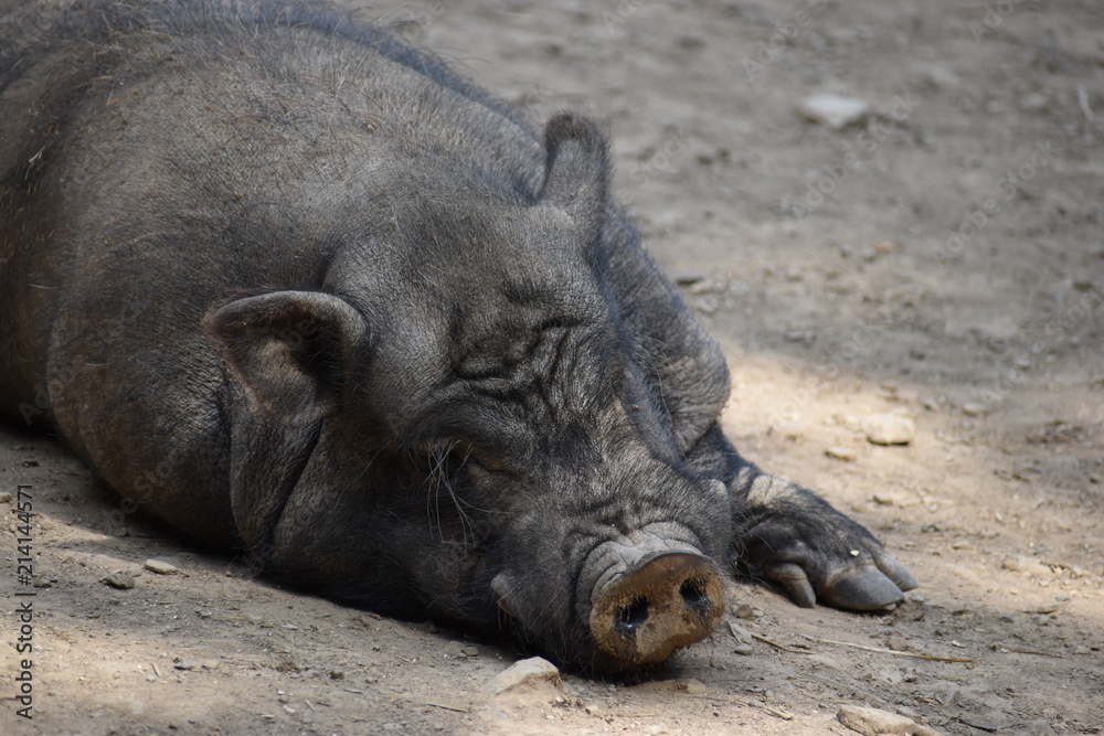 Closeup of a brown sleeping big pig in a park in Germany Closeup of a brown sleeping big pig in a park in Germany