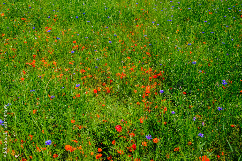 Cornflowers and poppies in a field bouquet