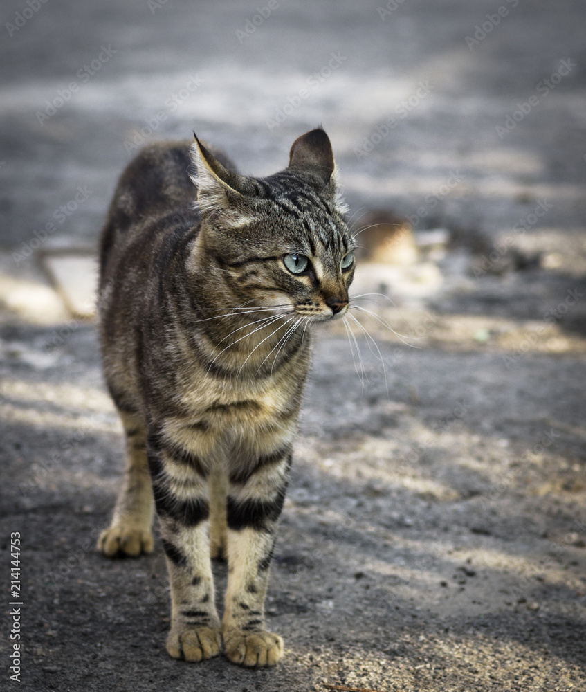 street young gray tabby cat walking along the street