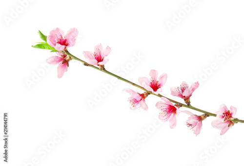 Beautiful blossoming branch on white background © Pixel-Shot