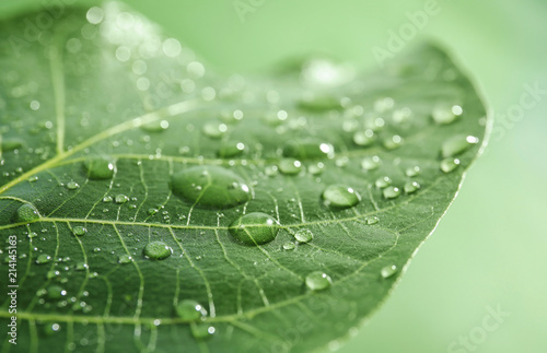 Beautiful green leaf with water drops, closeup