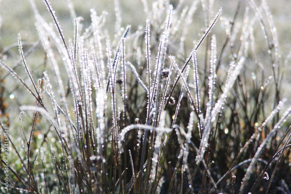 Fototapeta premium Hoarfrost on the grass