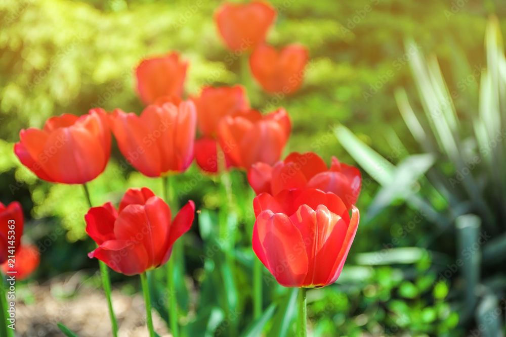 Beautiful blossoming tulips on sunny spring day outdoors Beautiful blossoming tulips on sunny spring day outdoors