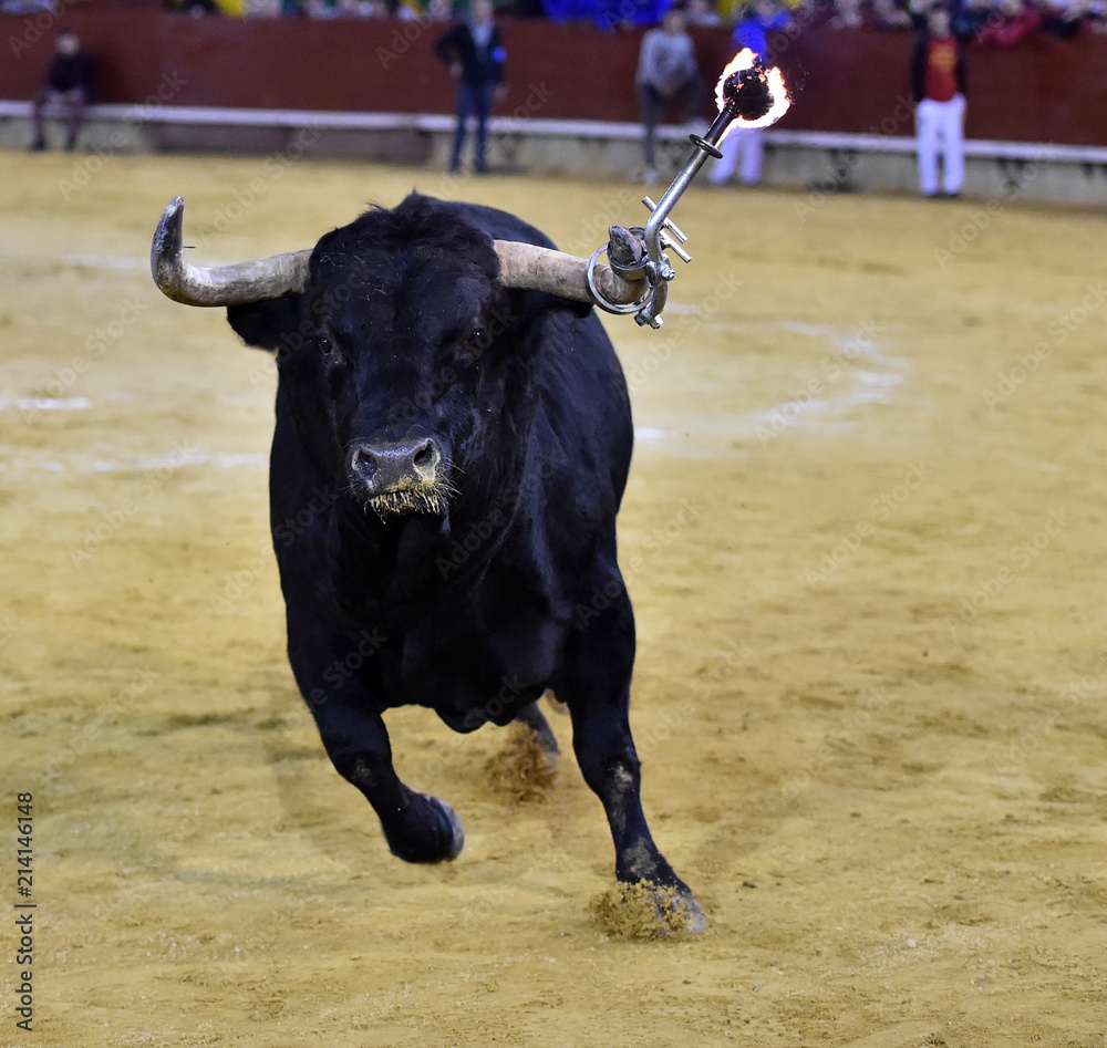 toro en españa