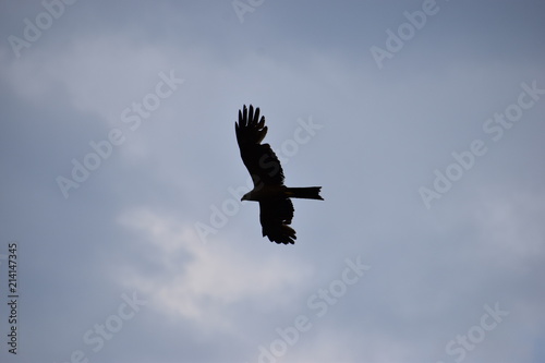 Closeup of a beautiful red kite flying with spread wings on a blue sky in Germany