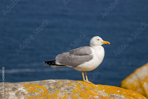 Perched seagull in Cíes Islands