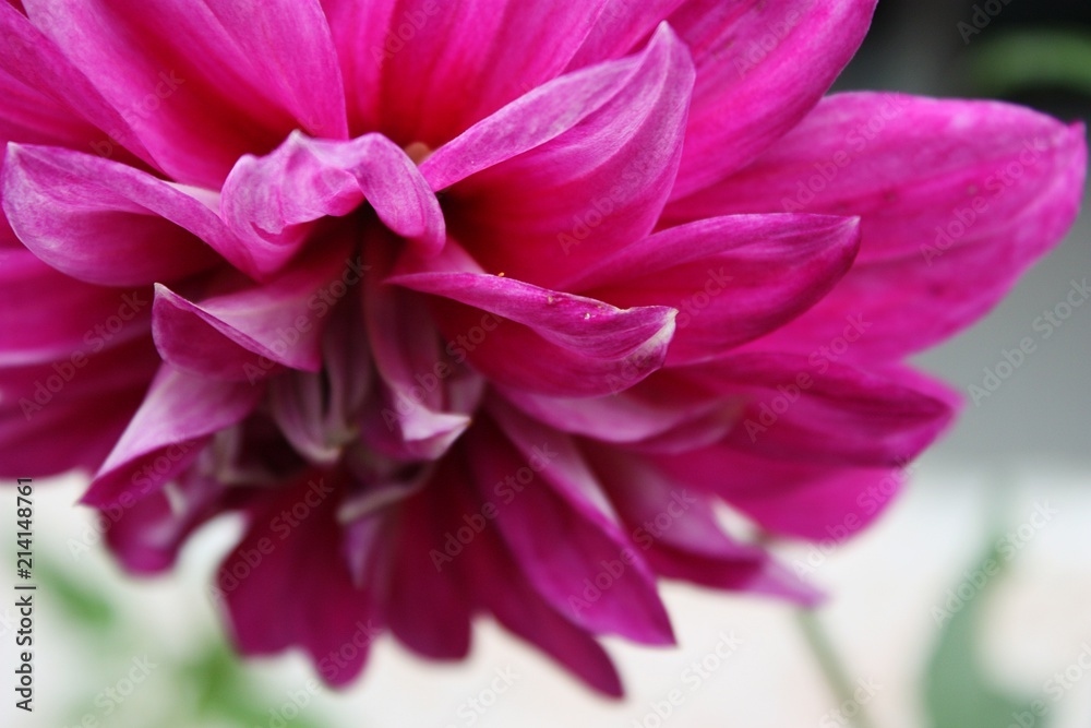 Macro close-up of tropical bright fuchsia pink flower petals with green background leaves Macro close-up of tropical bright fuchsia pink flower petals with green background leaves