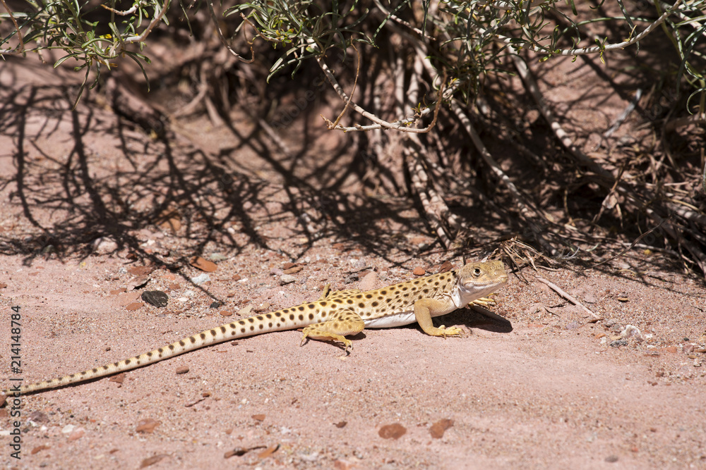 Leopard Lizard Leopard Lizard