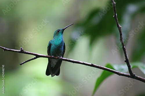 Small bright blue-green hummingbird perched on branch in tropical jungle