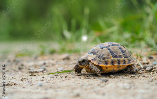 turtle walking among green herbs © oktay