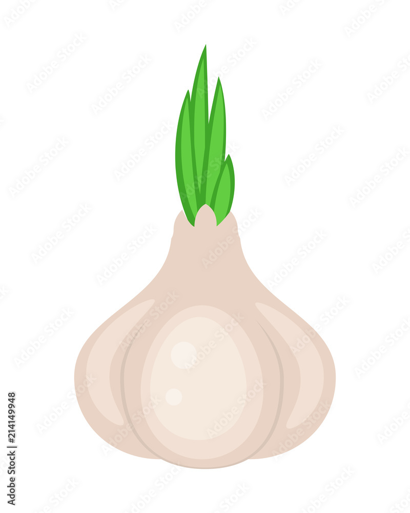 Colorful garlic vector illustration isolated on white background