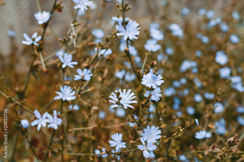 Blue flowers of Chicory ordinary (lat. Chicory common). photo