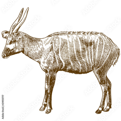 engraving drawing illustration of bongo antelope