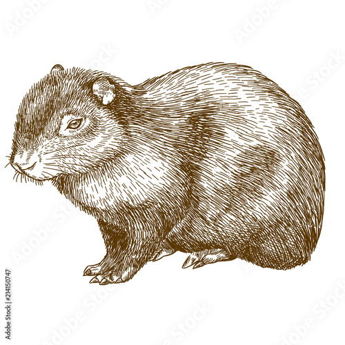 Tableau sur toile engraving drawing illustration of common agouti or sereque
