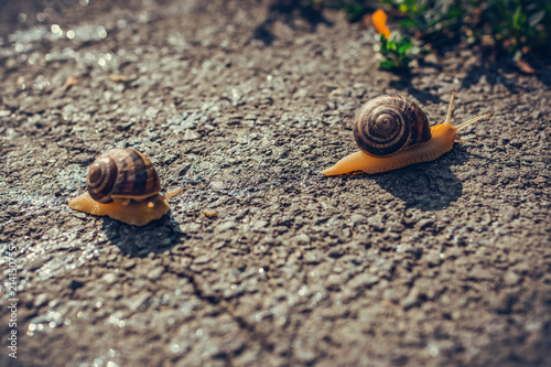 Snail crawling on the asphalt road. photo