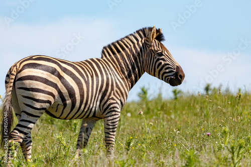 Zebra standing in the long grass © charissalotter