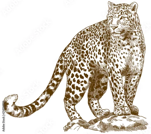Fototapeta samoprzylepna engraving drawing illustration of leopard