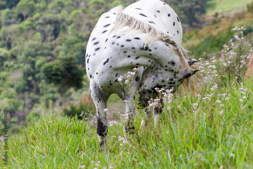 spotted horse in a field spotted horse in a field