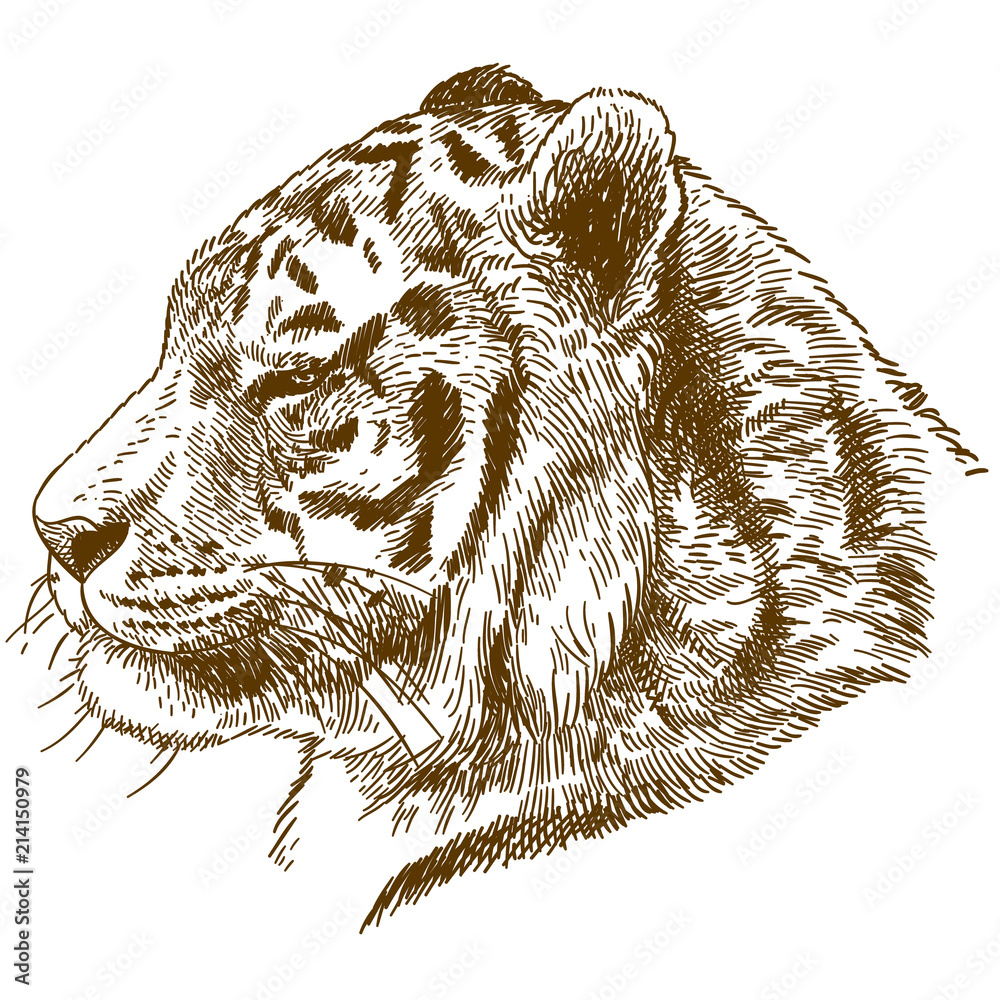 Siberian Tiger Face Drawing