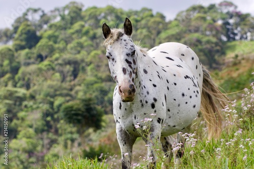 spotted horse in a field 