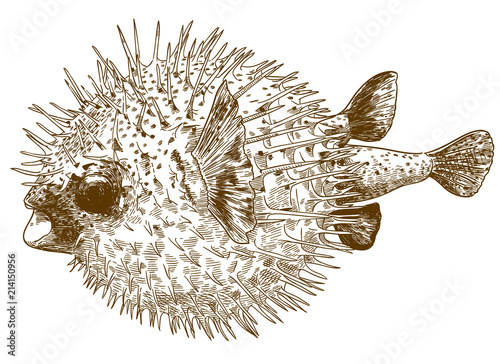 engraving drawing illustration of porcupinefish blowfish