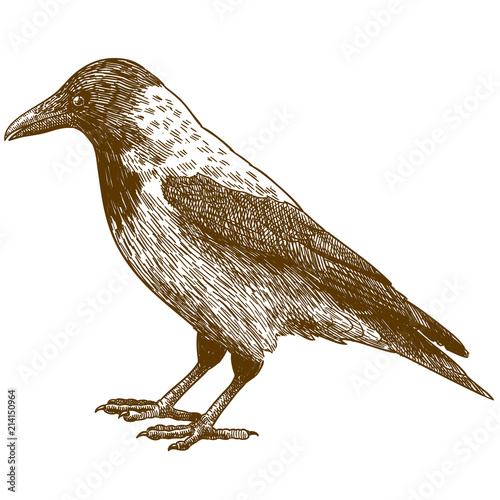 engraving drawing illustration of crow