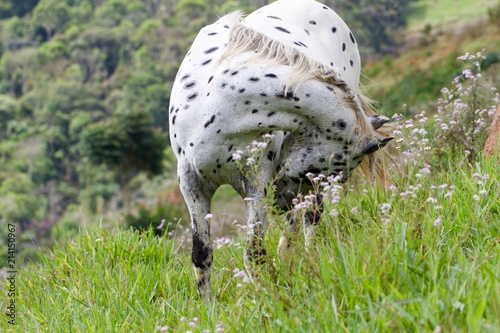 spotted horse in a field  © Daniel