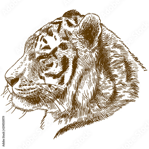 engraving drawing illustration of siberian tiger or Amur tiger head