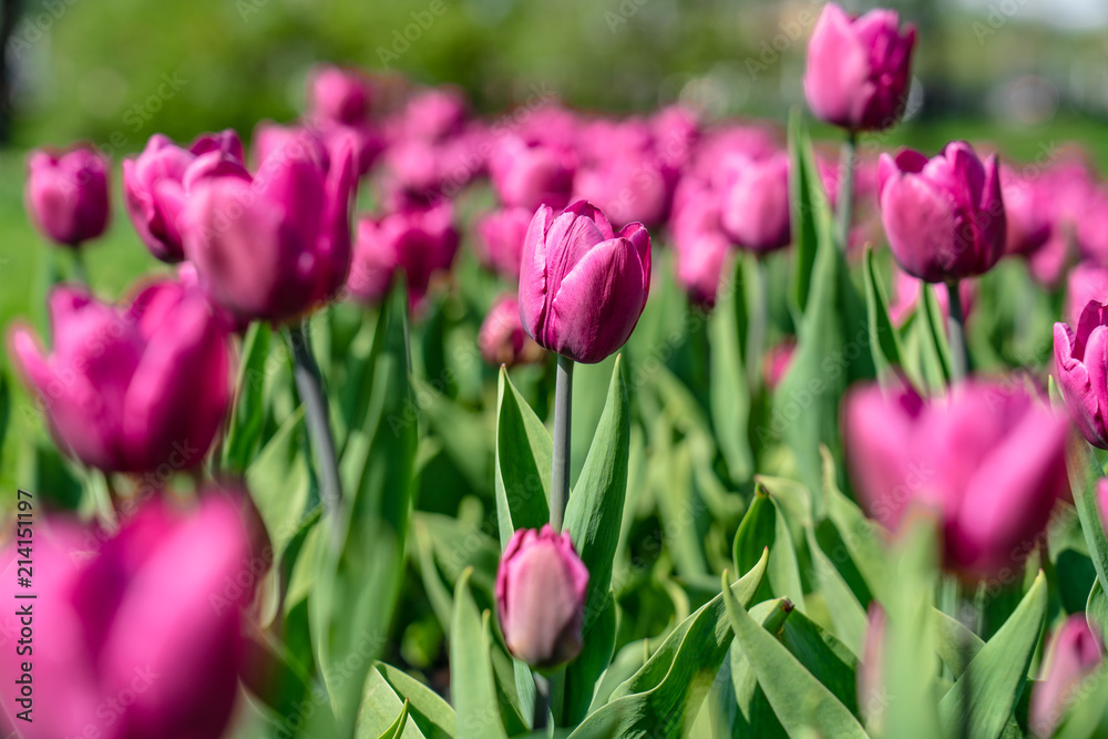 Colorful pink tulip flowering in the garden with green grass landscape at sunny summer or spring day