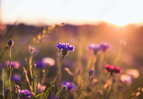 bright natural background with field blue flowers cornflowers grow in the sun