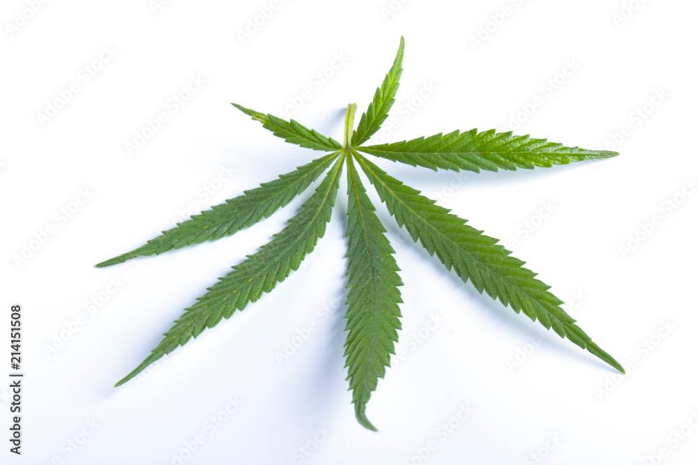 A hemp sheet on a white background A hemp sheet on a white background