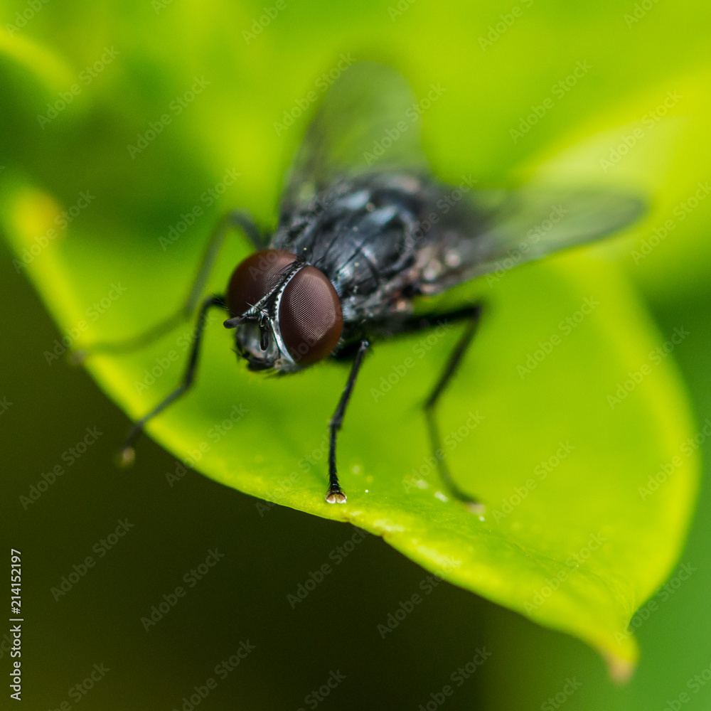 Fly Fellow Fly Fellow